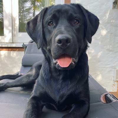 Labradorfans-Beitrag-Bild