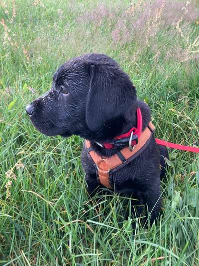 Die Dogorama Monats Challenge "Es grünt und blüht"-Beitrag-Bild