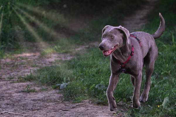 SonnenSTRAHLEN-Beitrag-Bild