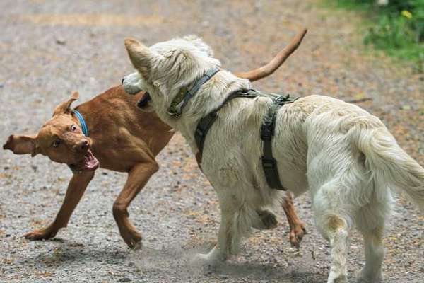 Hunde in Action-Beitrag-Bild