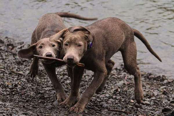 Labradorfans-Beitrag-Bild