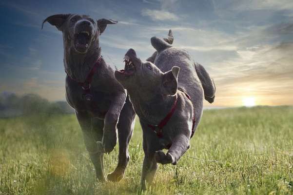 Fotowettbewerb Natur-Beitrag-Bild