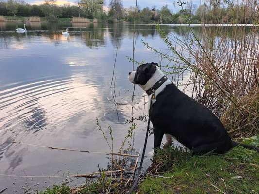 Hundetreffen-Treffen in Hildesheim-Bild