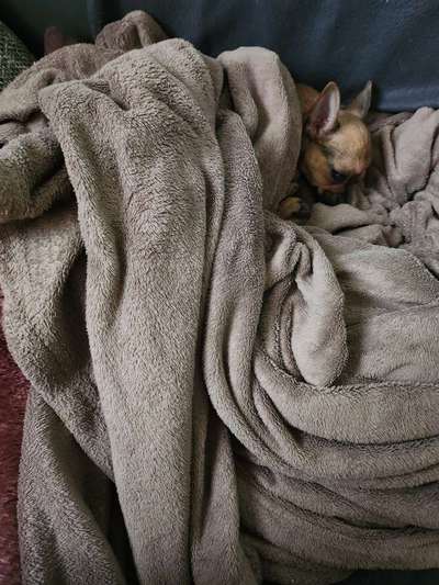 Dogorama Photo Challenge - Versteckspiel-Beitrag-Bild