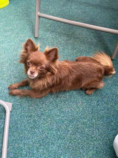 Wie kamst du zu deinem Hund?-Beitrag-Bild