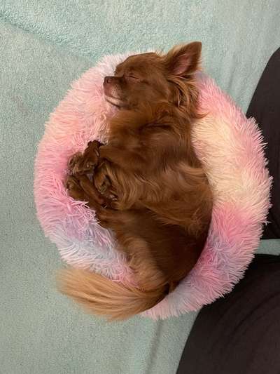 Kleines Kuschelbettchen für kl. Hunde oder Katzen-Beitrag-Bild