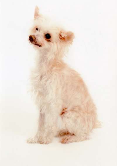 Unsere Fellnasen im Regenbogenland-Beitrag-Bild