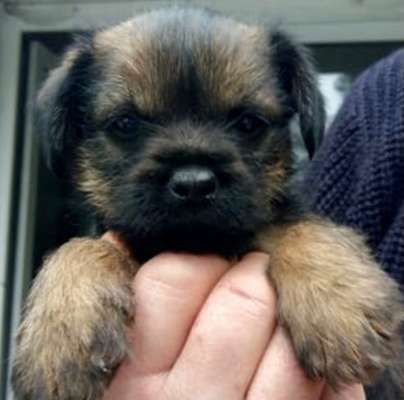Border Terrier-Beitrag-Bild