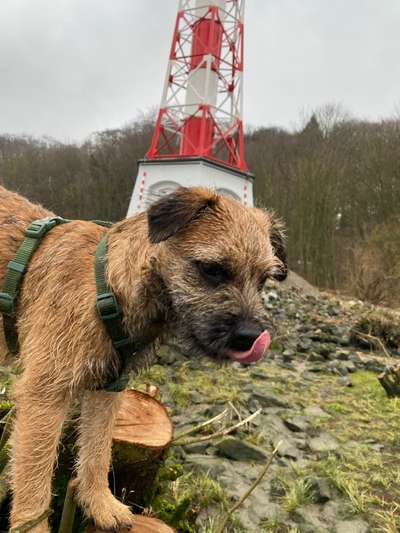 Border Terrier-Beitrag-Bild