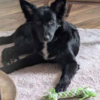 Hundetreffen-Suche Spielkameraden für 6 Monate alte Hündin :)-Bild