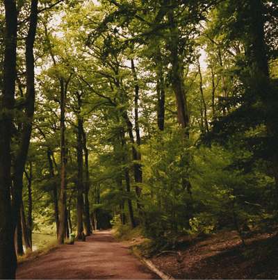 Hundetreffen-Spaziergang mit Freilauf-Bild