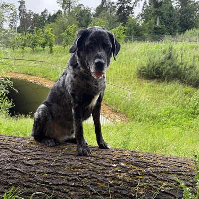 Hundetreffen-Social Walk-Bild