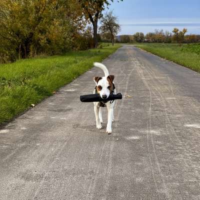 Hundetreffen-Spiel-/Spazier- und Trainigstreffen-Bild