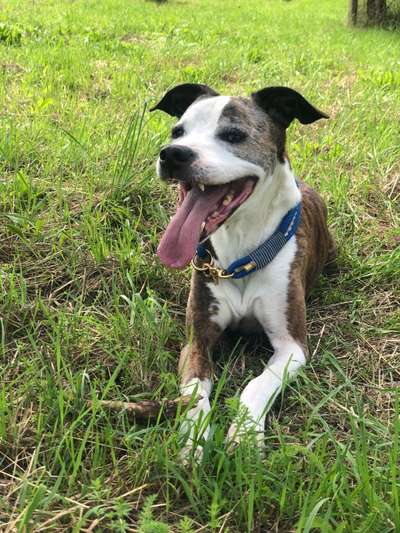 Hundetreffen-Gemütliche Runde-Bild