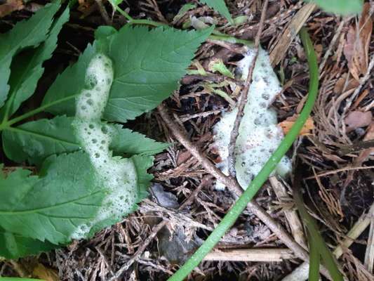 Weißer Schaum-Beitrag-Bild