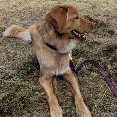 Hundetreffen-Gemeinsame Spaziergänge, Trainingspartner-Bild