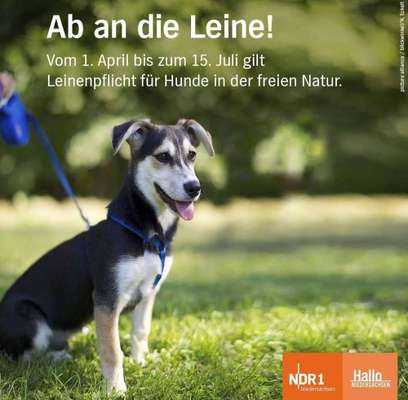 Brutzeit 🐣🐥-Beitrag-Bild