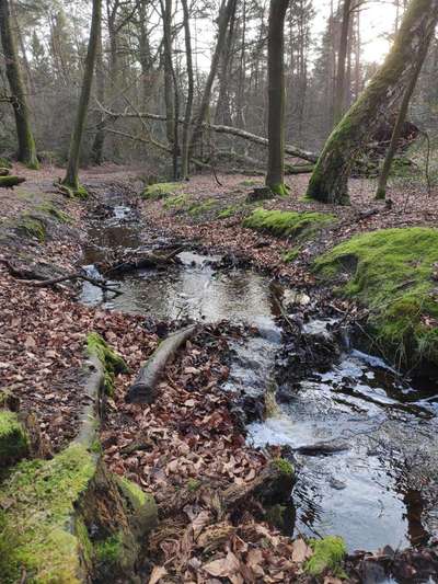 Hundeauslaufgebiet-Garlstedter Wald-Bild