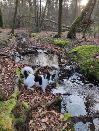 Dein Hund im Dogorama-Kalender 2021-Beitrag-Bild