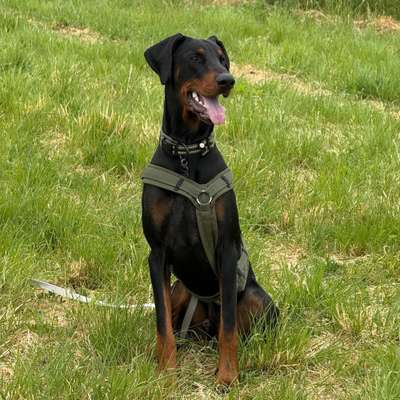 Hundetreffen-Spielfreunde für stürmischen Dobi-Bild