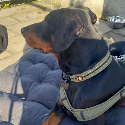 Hundetreffen-Spielfreunde für stürmischen Dobi-Bild