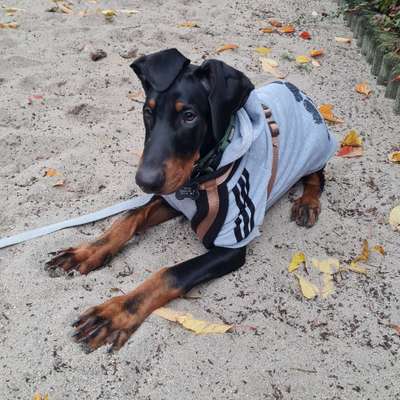 Hundetreffen-Spielpartner gesucht-Bild