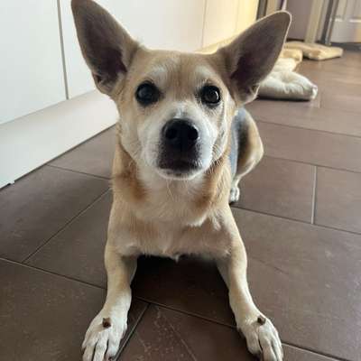 Hundetreffen-Hundebegegnungen üben