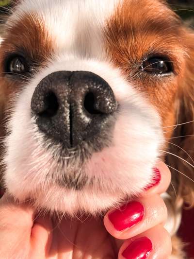 Cavalier King Charles Spaniel?-Beitrag-Bild