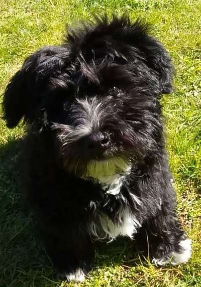 Bolonka Zwetna Freunde-Beitrag-Bild