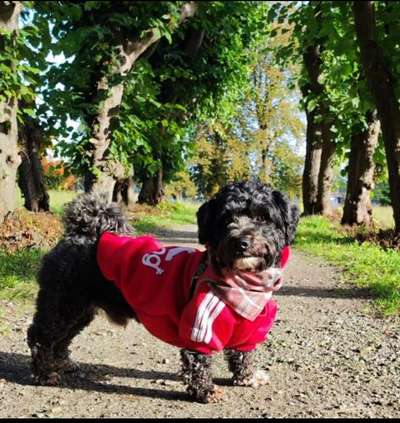 Mischlingshunde Foto Aufruf-Beitrag-Bild