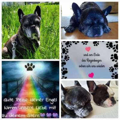 Unsere Fellnasen im Regenbogenland-Beitrag-Bild