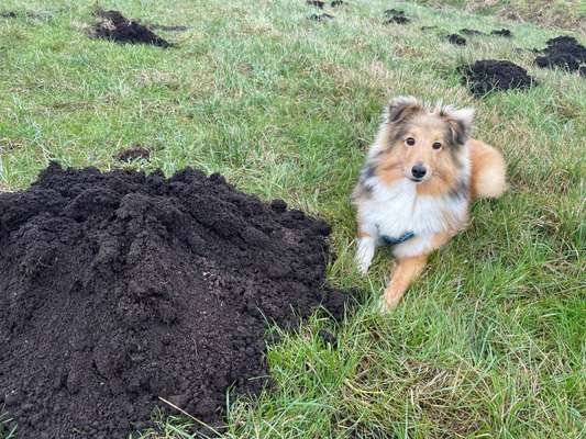 Shelties-Beitrag-Bild