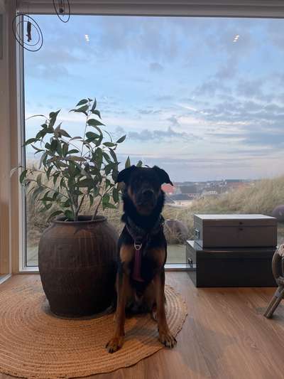 Welche Rasse könnte das sein?-Beitrag-Bild