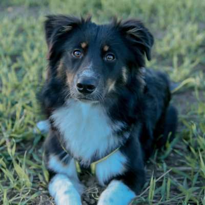 Hundetreffen-Gassirunden/Spielen. Cooper spielt so gerne… am liebsten ohne Leine-Bild