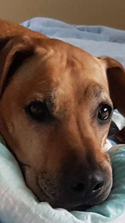 Rhodesian Ridgeback-Beitrag-Bild