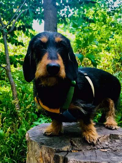 Hundetreffen-Hundespaziergang-Bild