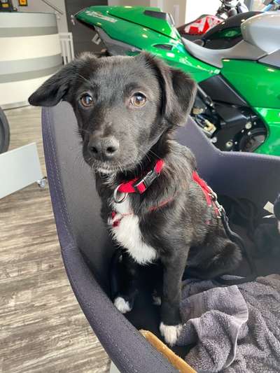 Postet das beste Foto von euren 4 beinern-Beitrag-Bild