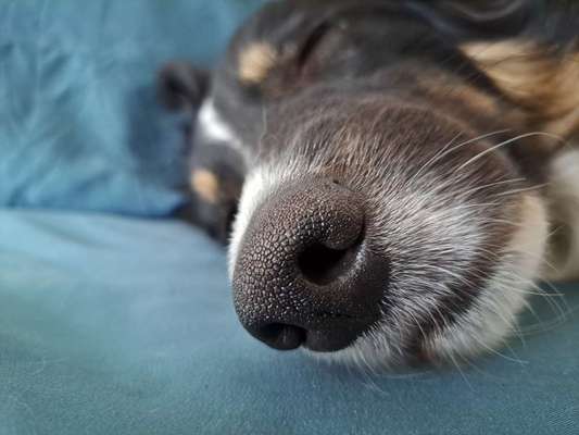 42. Handy Fotochallenge - Den richtigen Riecher haben-Beitrag-Bild