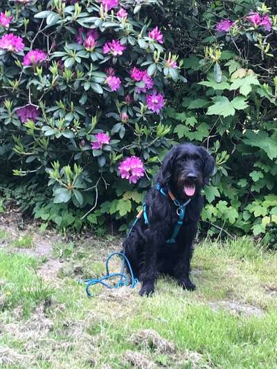 Labradoodle gesucht-Beitrag-Bild