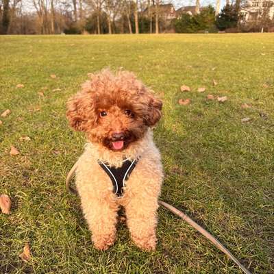 Hundetreffen-Spielkameraden gesucht (eher kleine Hundis)-Bild