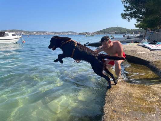 Labradorfans-Beitrag-Bild