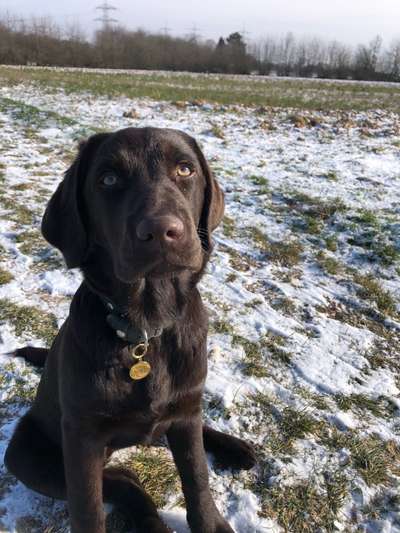 Labradorfans-Beitrag-Bild