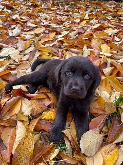 Labradorfans-Beitrag-Bild