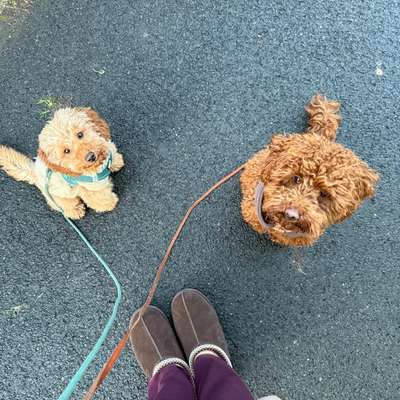 Zeigt her eure Pudel-Beitrag-Bild