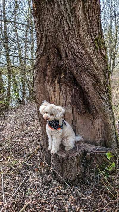 Alles rund um den Pudel-Beitrag-Bild