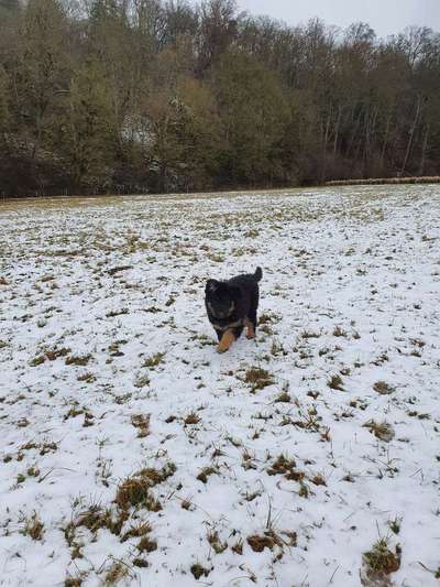 Welpen Bilder !-Beitrag-Bild