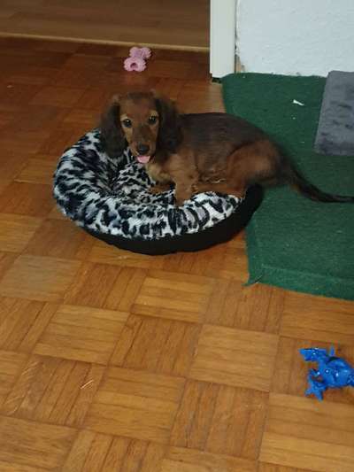 Welpen Bilder !-Beitrag-Bild