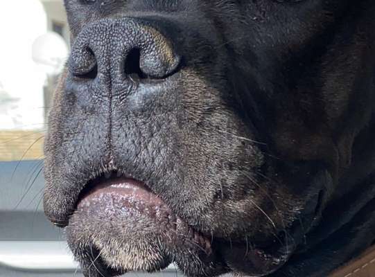 Zeigt her eure Hundenasen-Beitrag-Bild