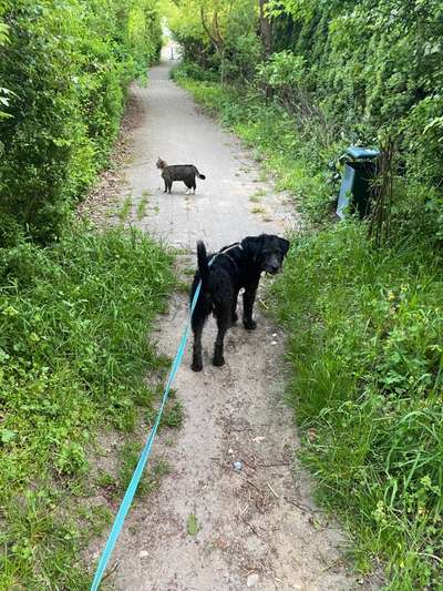 Hundetreffen-Gemeinsame Spaziergänge-Bild