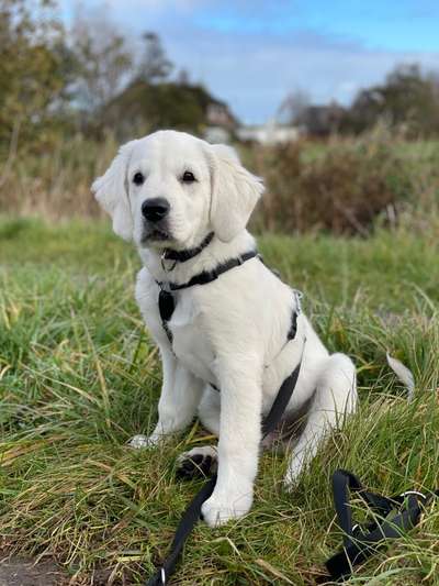 Wo sind die Golden Retriever Liebhaber?-Beitrag-Bild